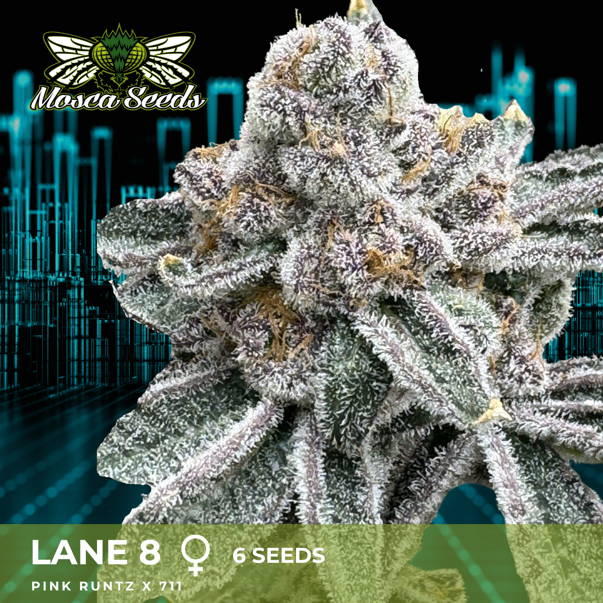 Lane 8 - 3 Pack