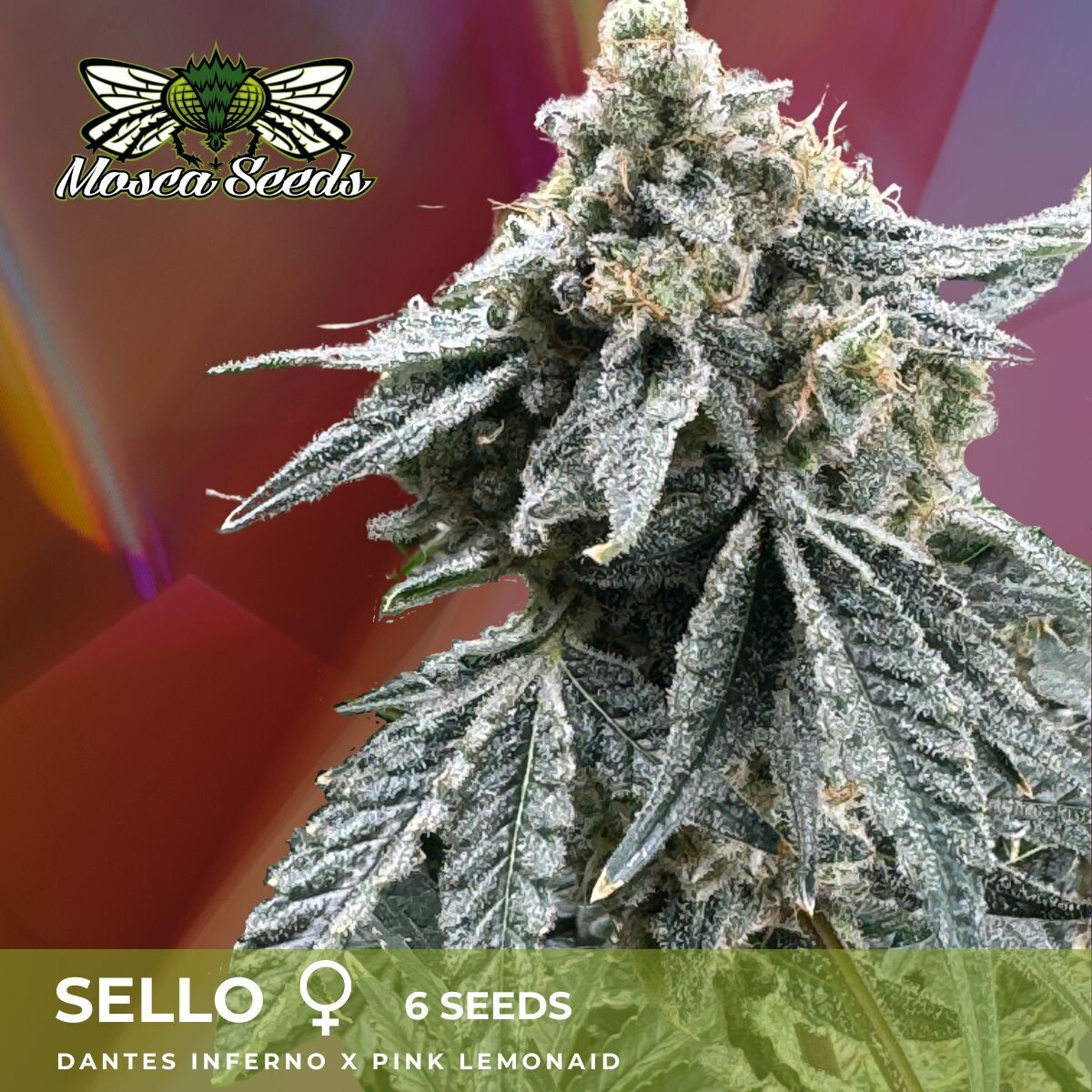 Sello - 6 Pack