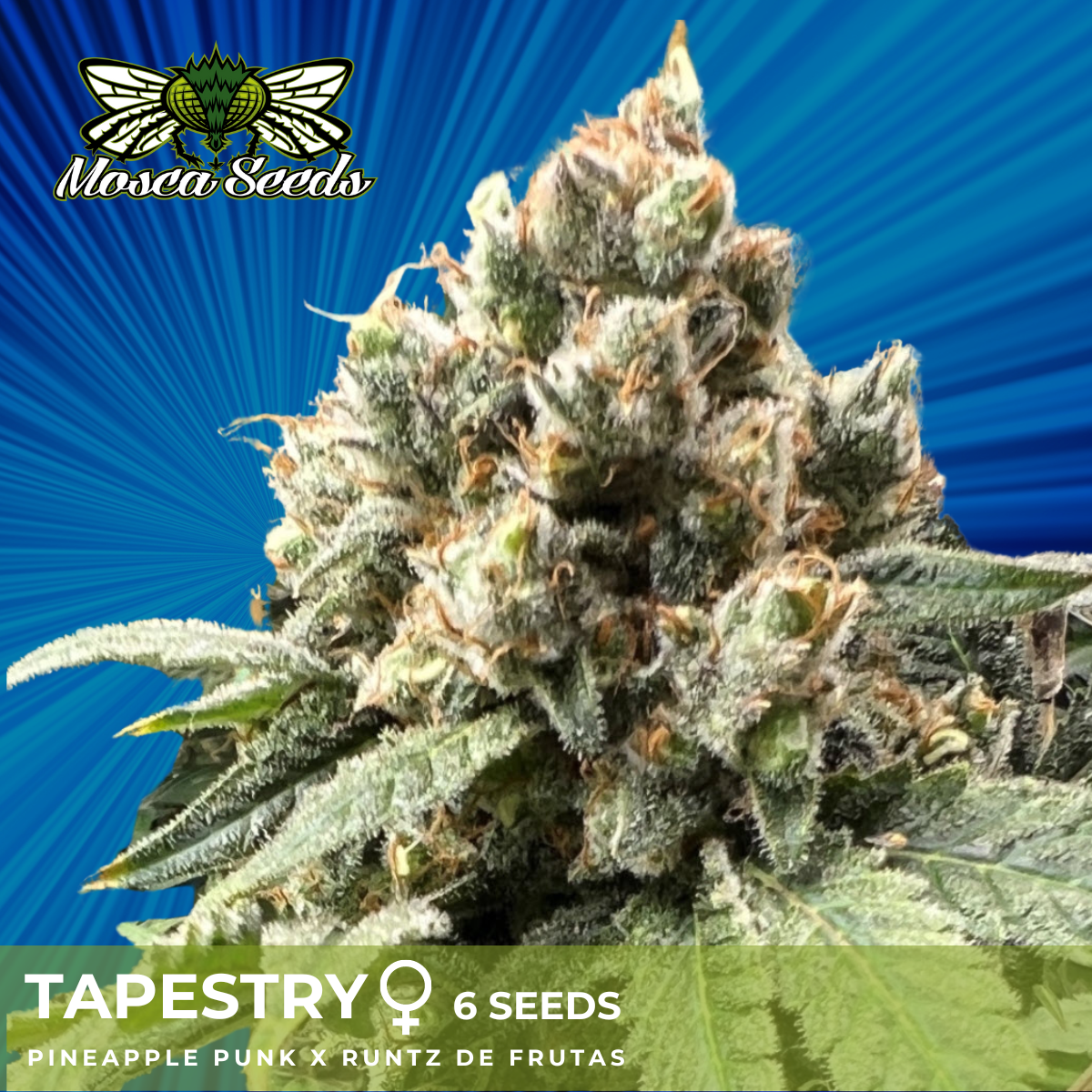 Tapestry - 6 Pack
