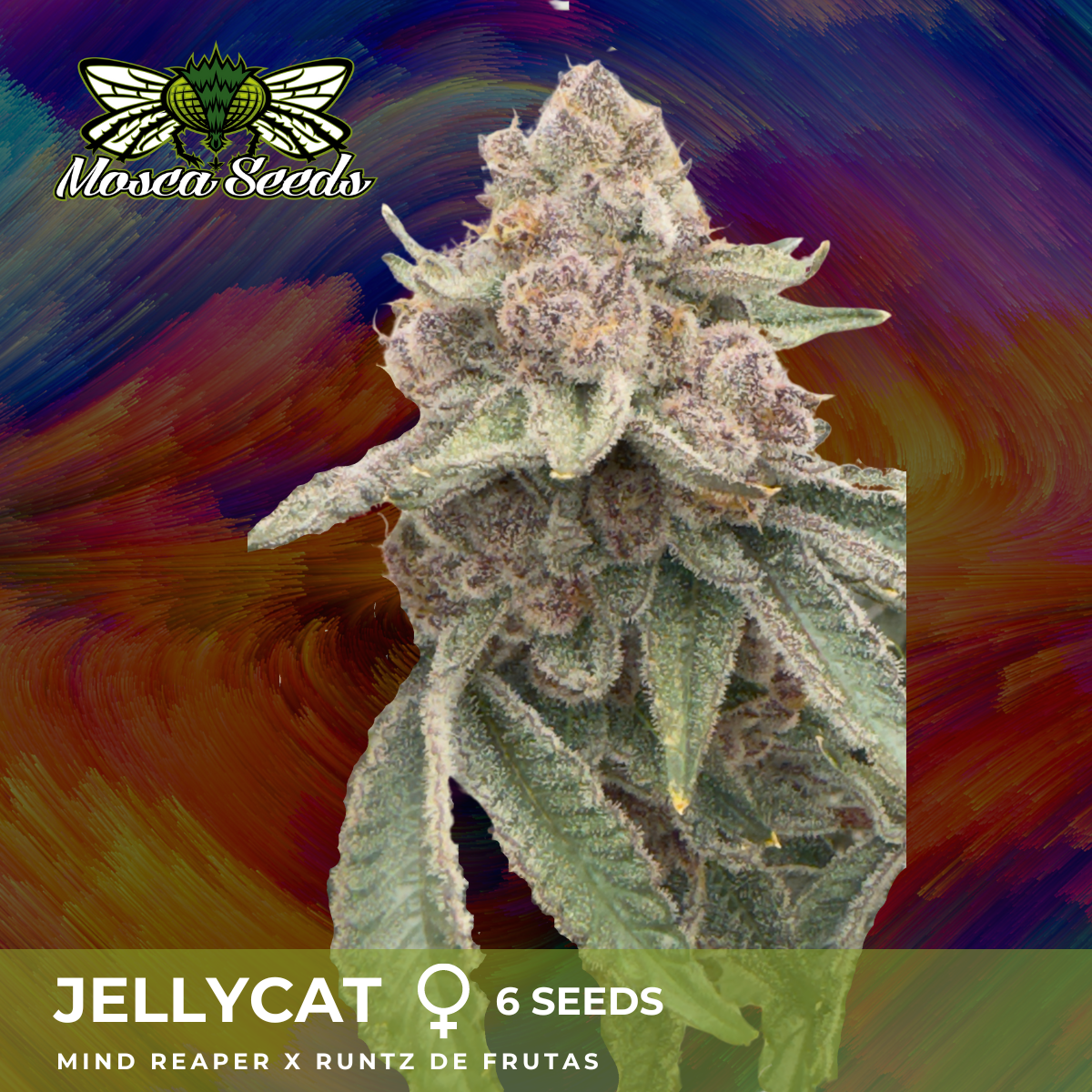 JellyCat - 3 Pack