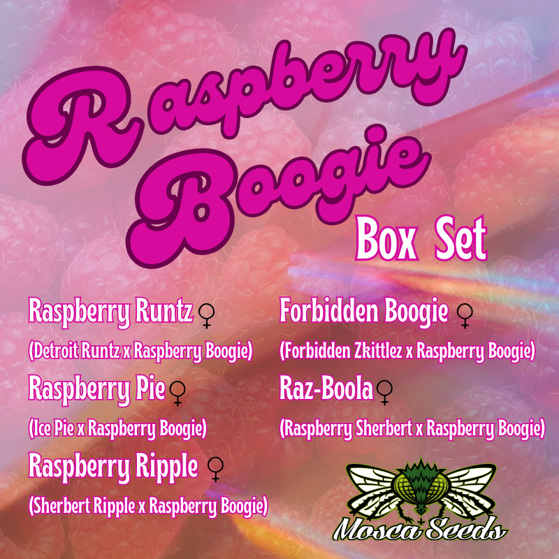 Raspberry Boogie Box Set