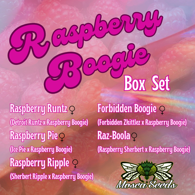 Raspberry Boogie Box Set