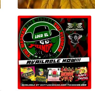 Tiki/ Mosca Collab Strains