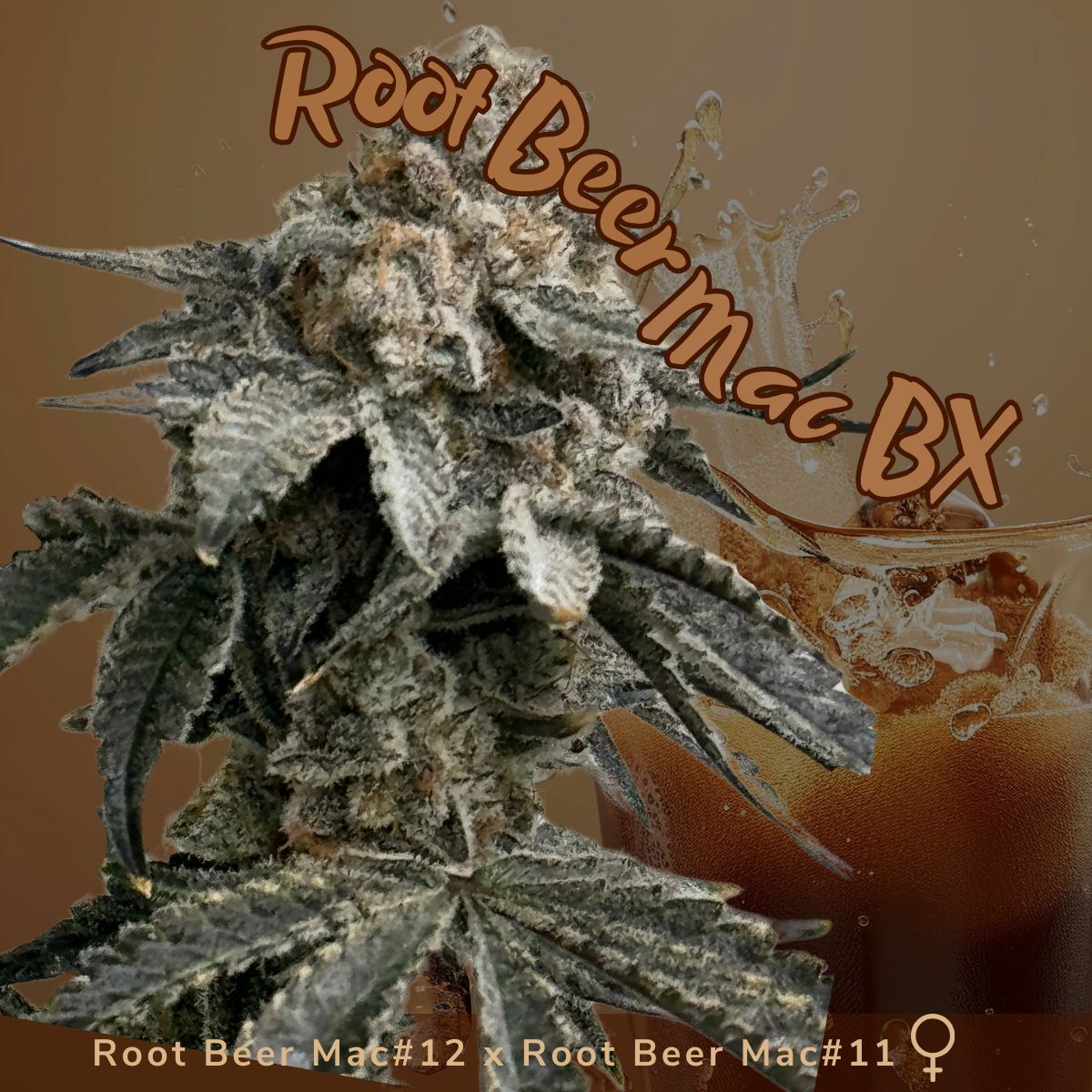 Root Beer Mac BX