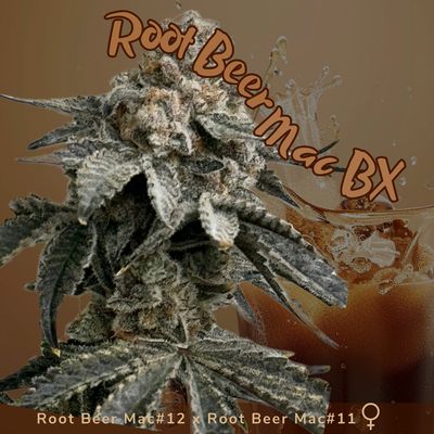 Root Beer Mac BX