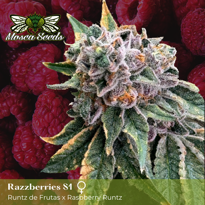 Mosca&#39;s Razzberries