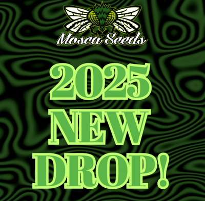 New Drops
