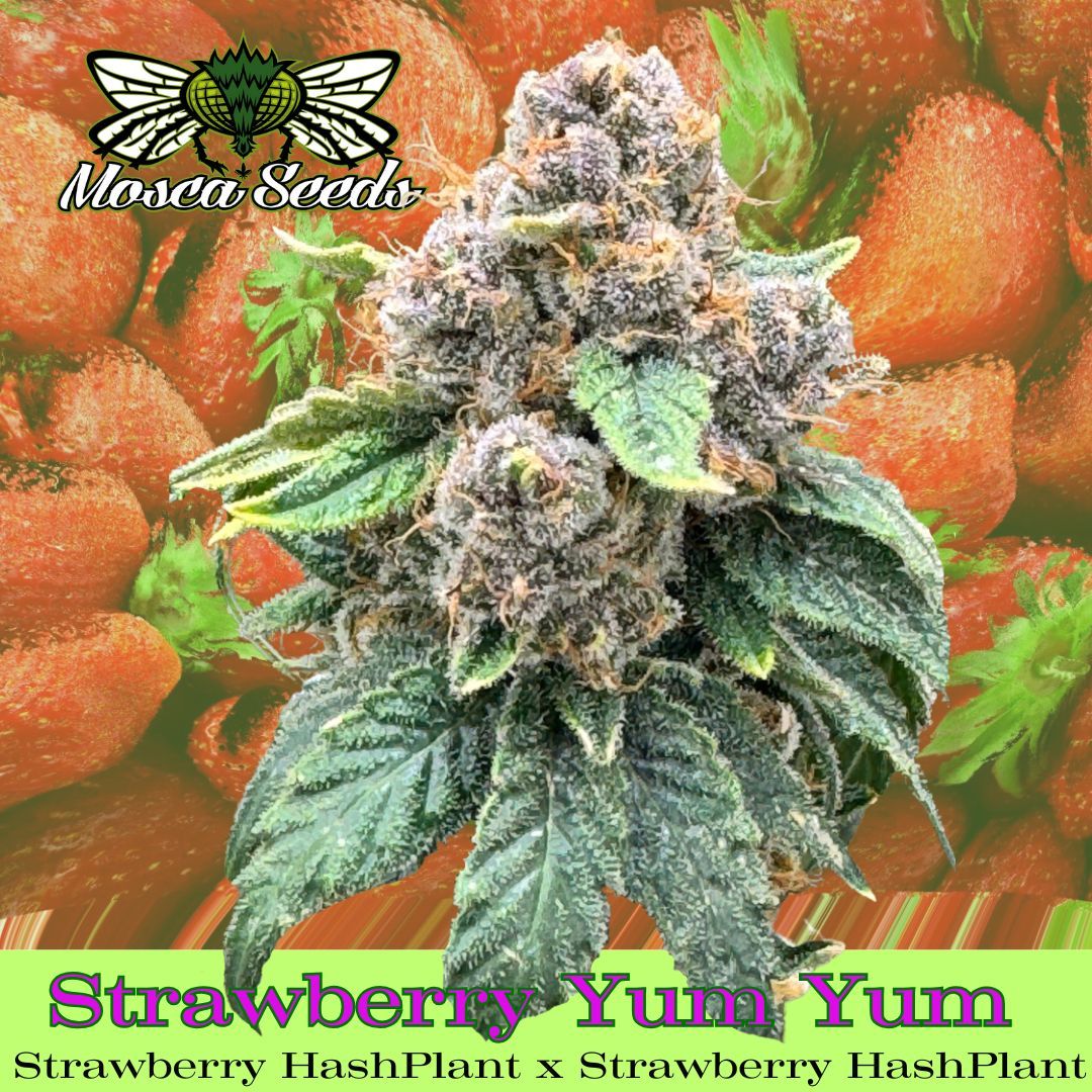 Strawberry Yum Yum