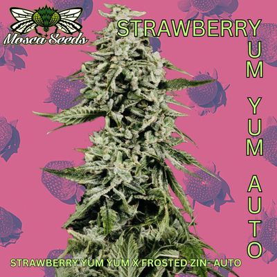 Strawberry Yum Yum - AutoFlower