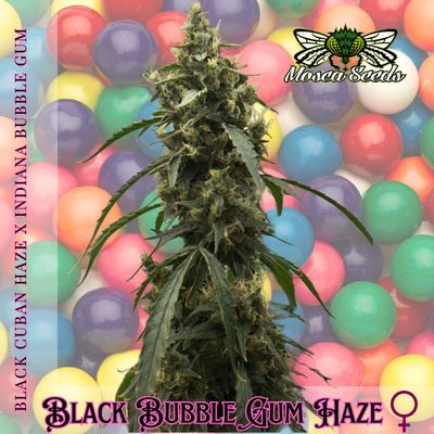 Black Bubble Gum Haze