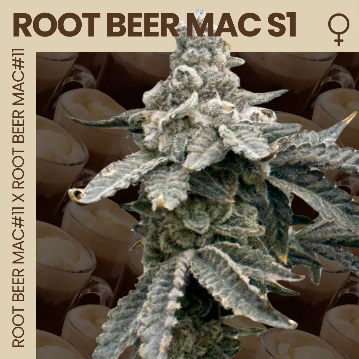 Root Beer Mac Box Set