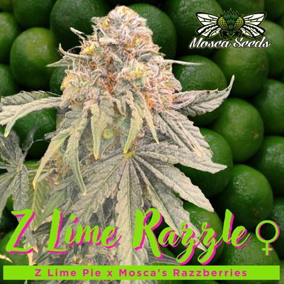 Z Lime Razzle