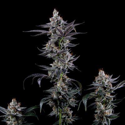 Tarta Bomba - Loud/Mosca Collab - 12 Pack