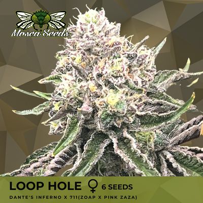 Loop Hole - 3 Pack