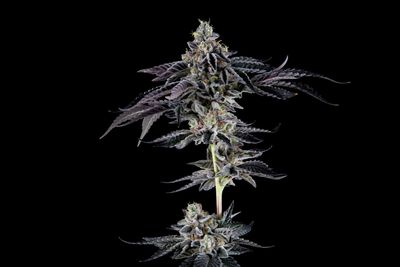 Dread Zeppelin - 3 Pack