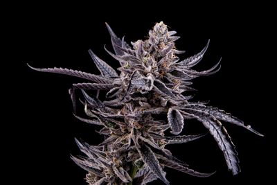 Mosca Leche - Loud/Mosca Collab - 3 Pack