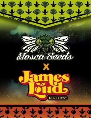 James Loud/Mosca Collab
