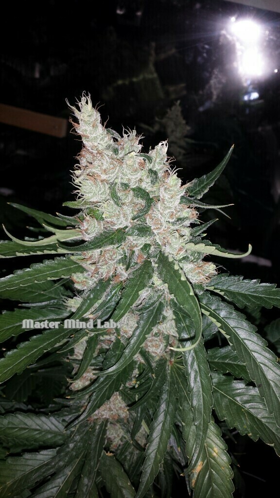 Pink Bubble Gum