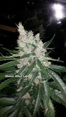 Pink Bubble Gum