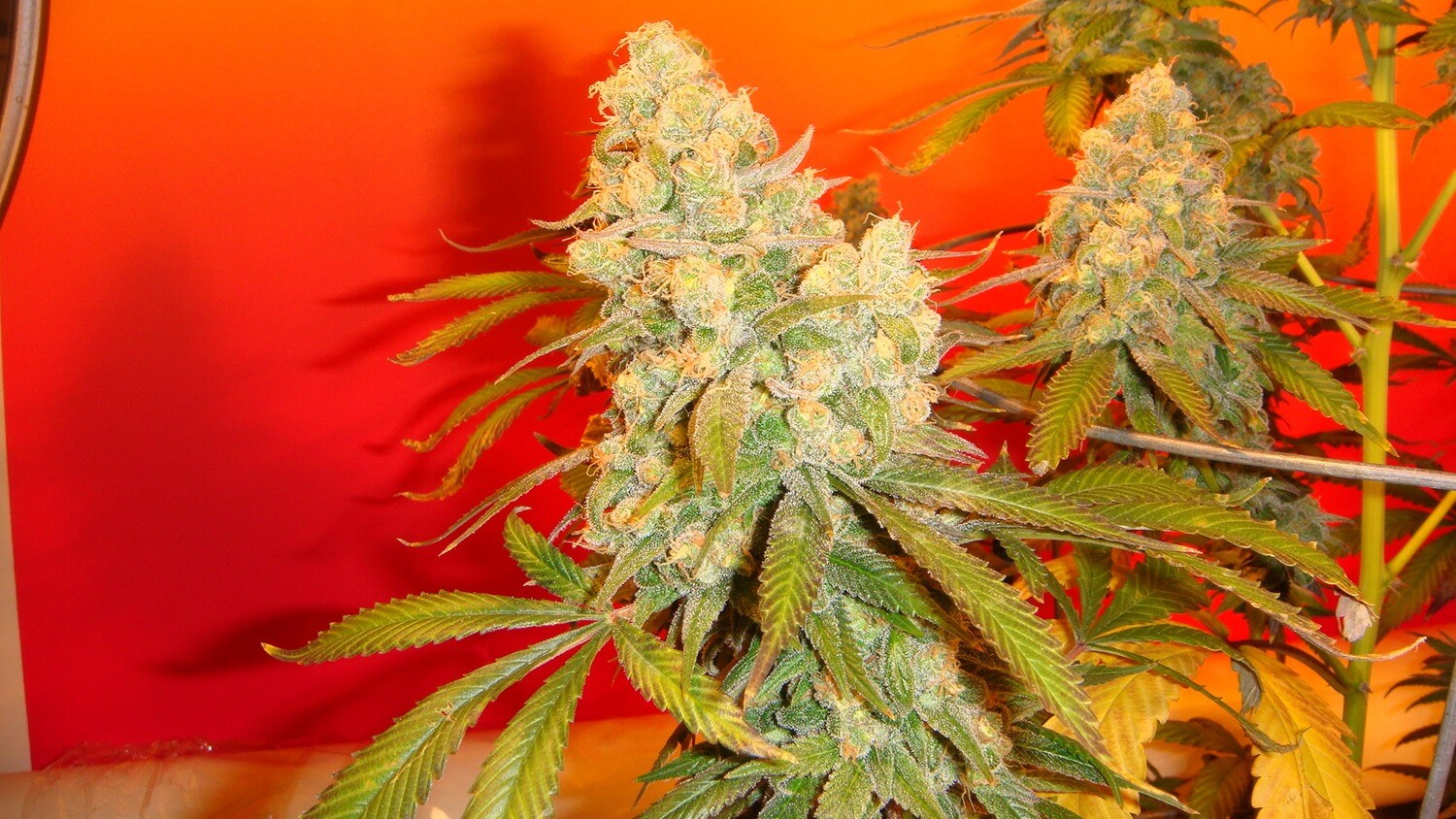 Old Time Bubba Kush
