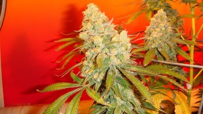 Old Time Bubba Kush