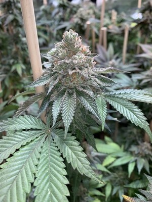 Alien Blackout