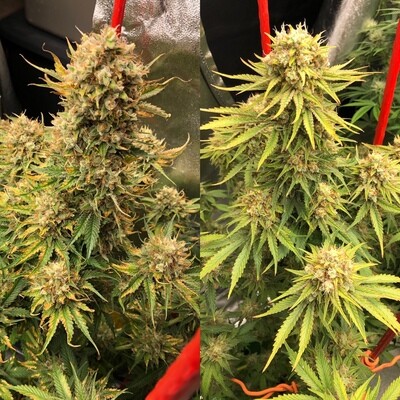 Cherry Bubble Gum