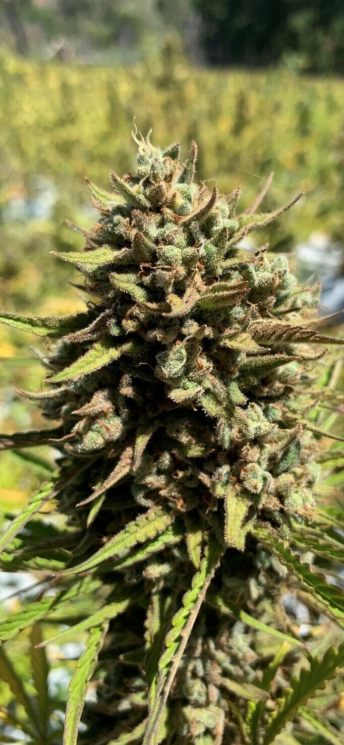 Cheese-Sus Christ Superstar - Auto