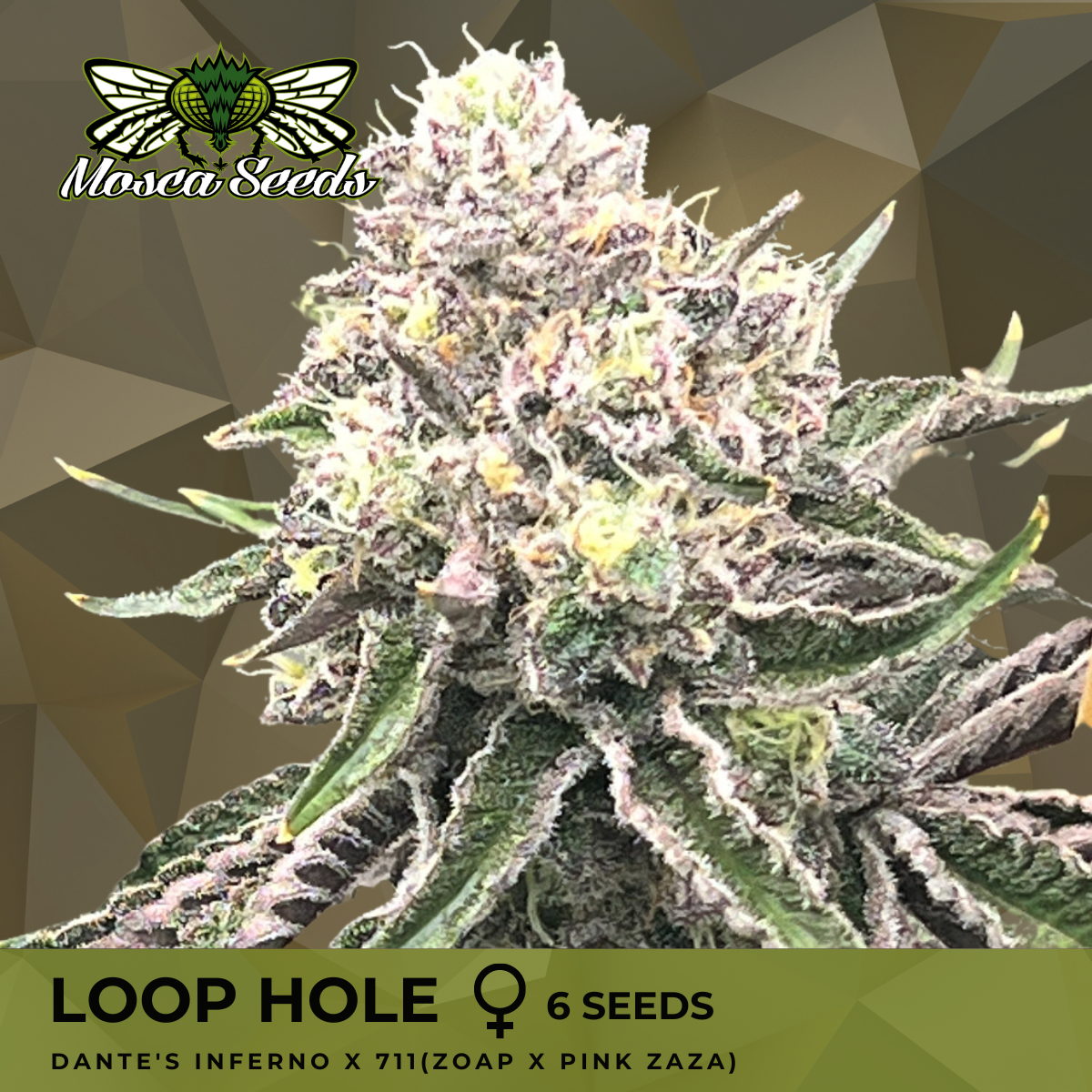 Loop Hole - 6 Pack