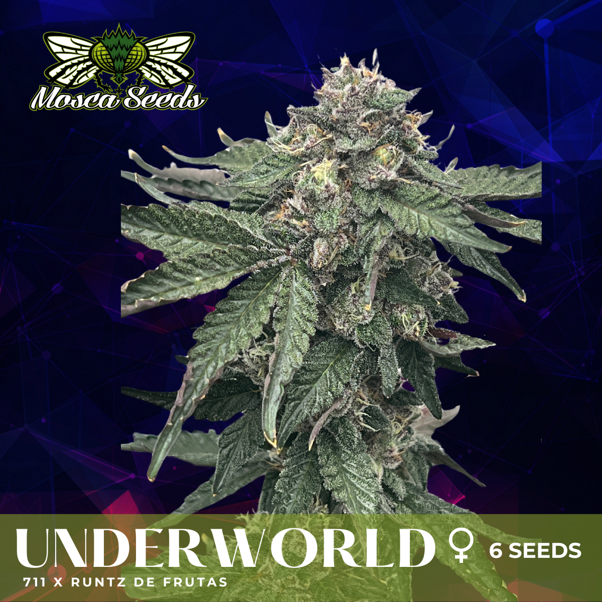Underworld - 6 Pack