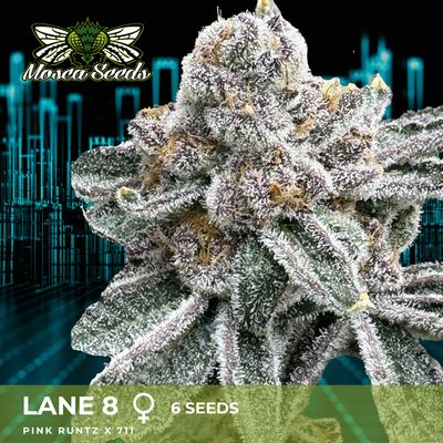 Lane 8 - 6 Pack