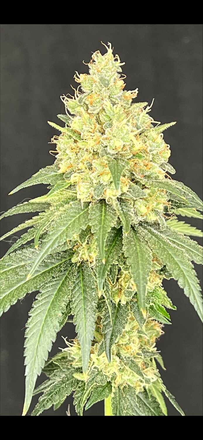 Bruce Banner#3 x Baja Blast - 3 Pack
