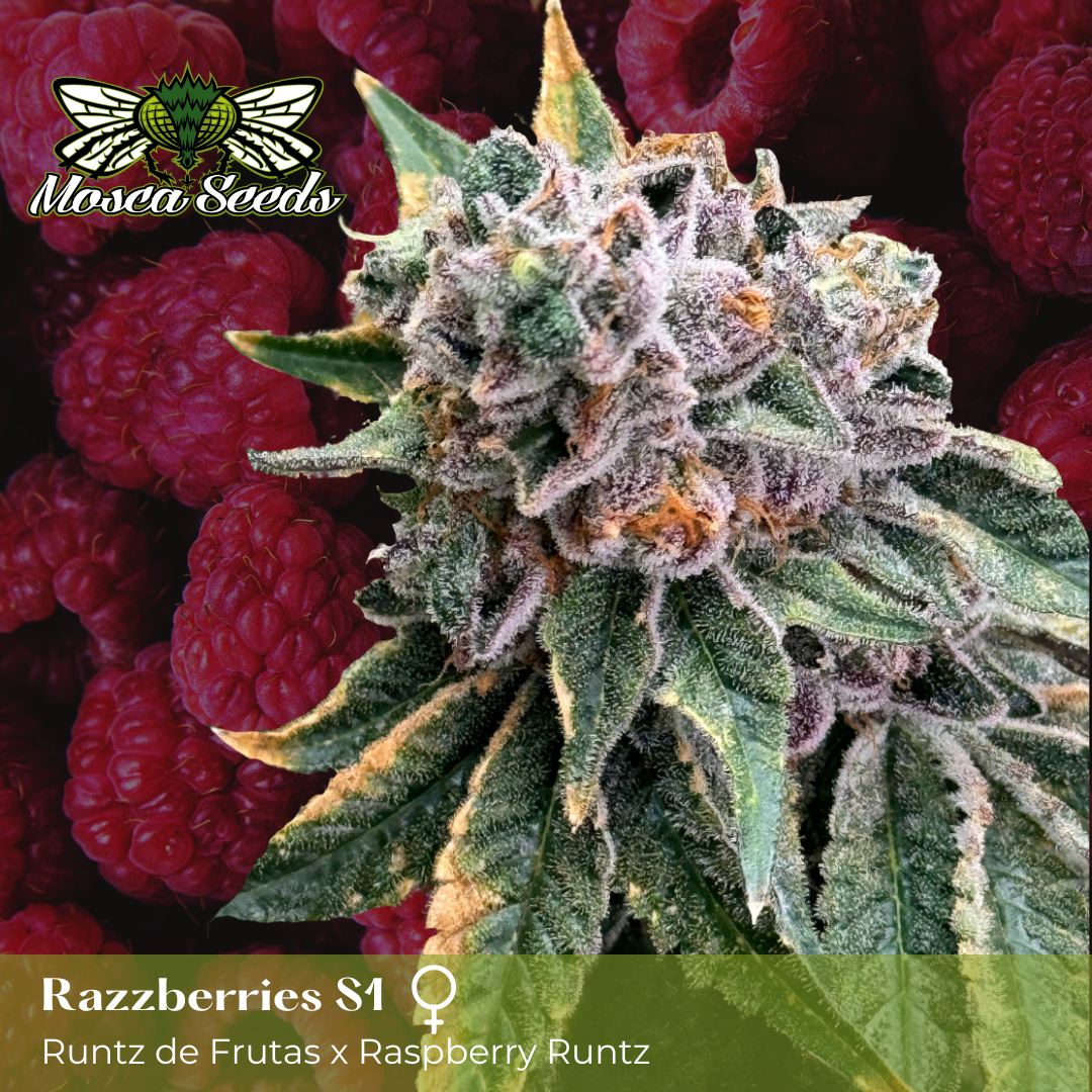 Moscas Razzberries