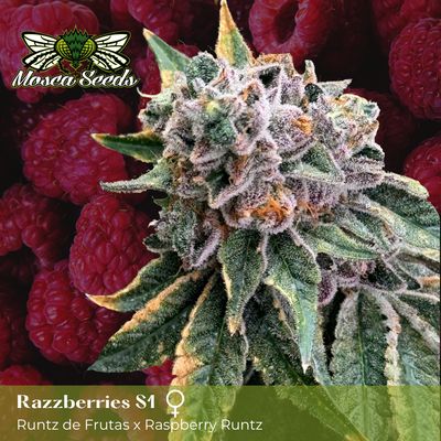 Moscas Razzberries