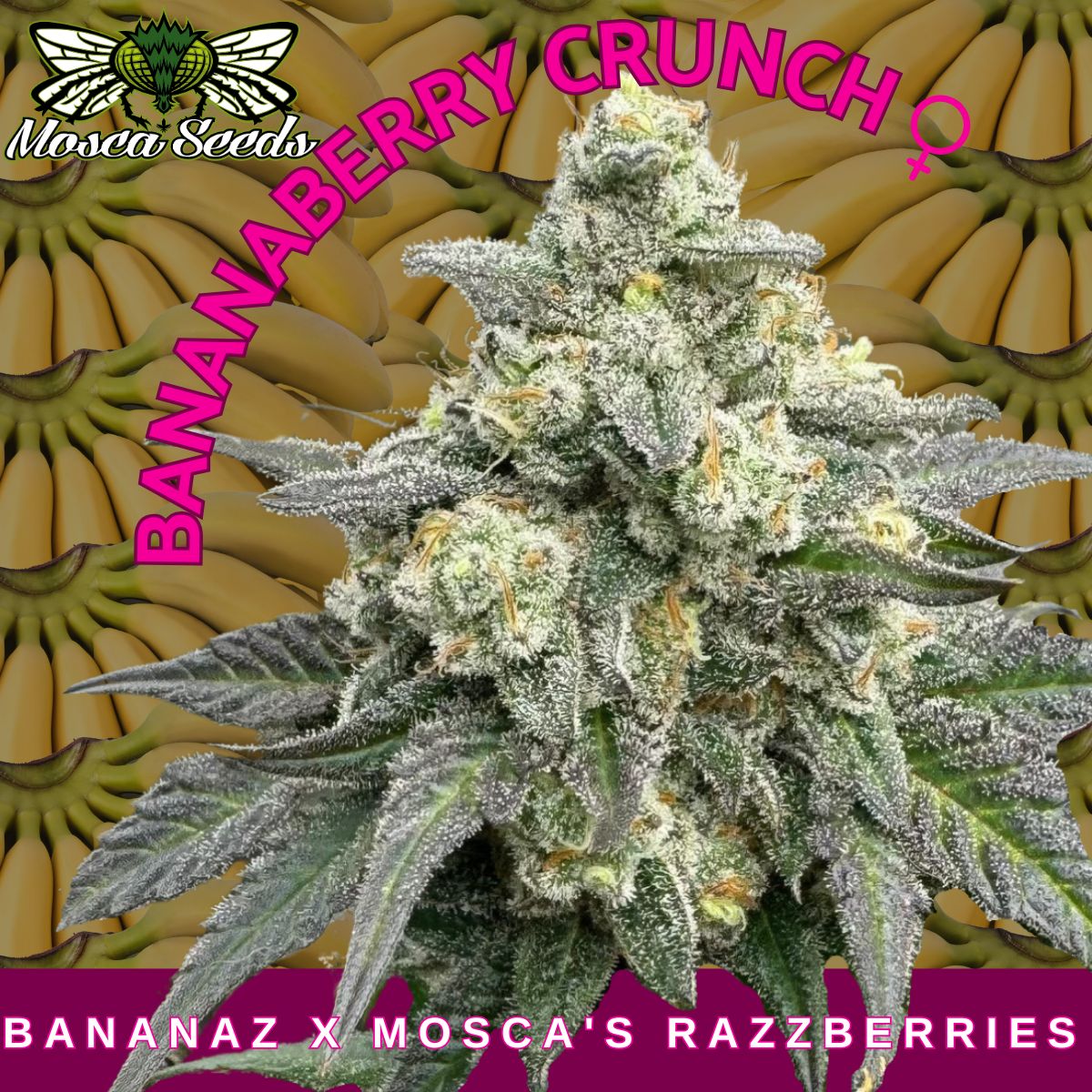 BananaBerry Crunch