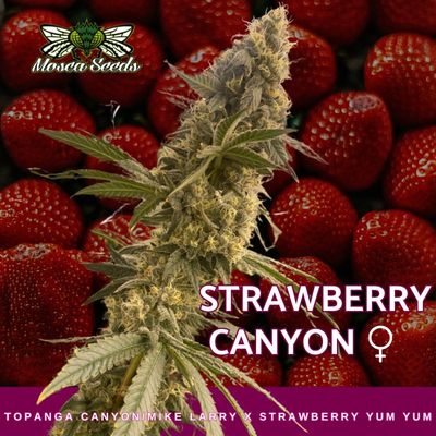 Strawberry Kush (aka Strawberry Canyon)