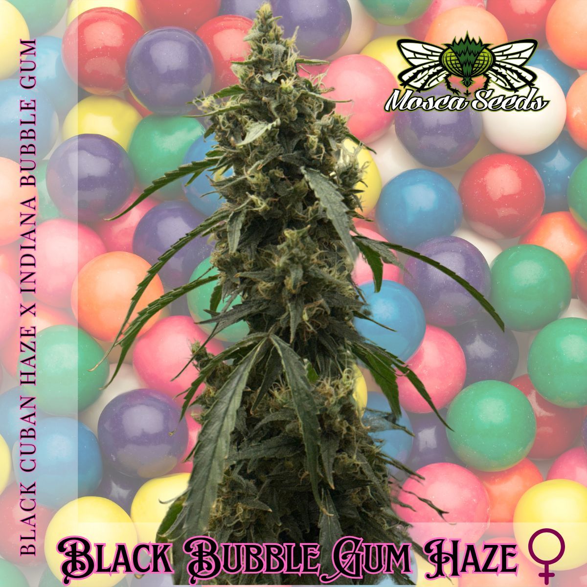 Black BubbleGum Haze (AKA Black BubbleGum)