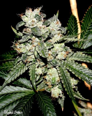 Orignal Bruce Banner F2