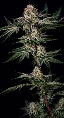 Chrome Frost
