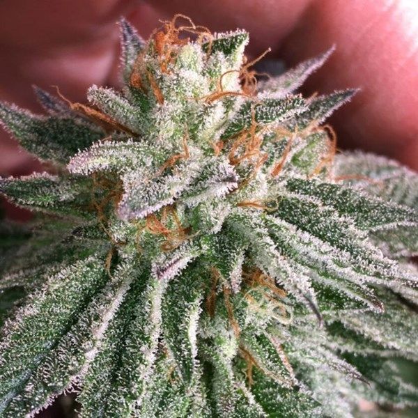 Grape Smash (Super Limited Restock)