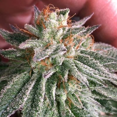 Grape Smash (Super Limited Restock)