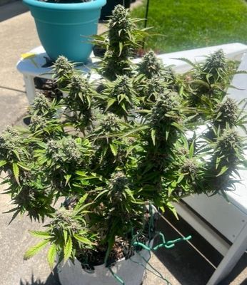Chrome Frost Auto