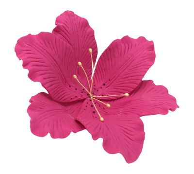 TIGER LILY PINK