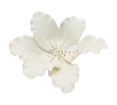 TIGER LILY WHITE