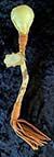 R0274 - Medium Elk Hide Rattle