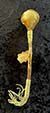 R0277 - Medium Horse Hide Rattle