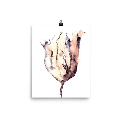 Tulip, Fine Art Print