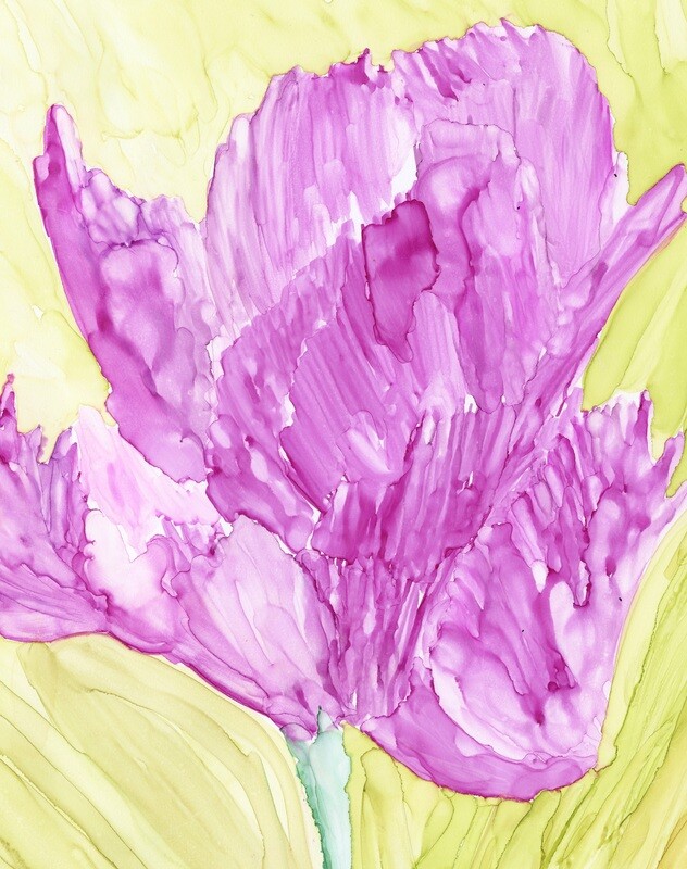 Pink Tulip