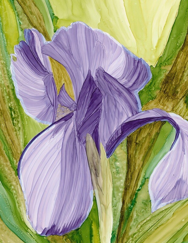 Purple Iris