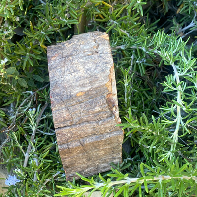 Petrified Wood, Fossil, Large